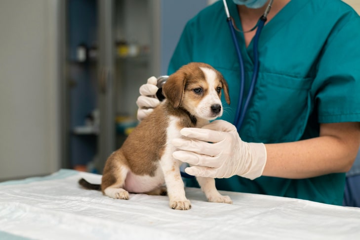 Veteriner Hekimlikde En Sık Görülen Hayvan Hastalıkları