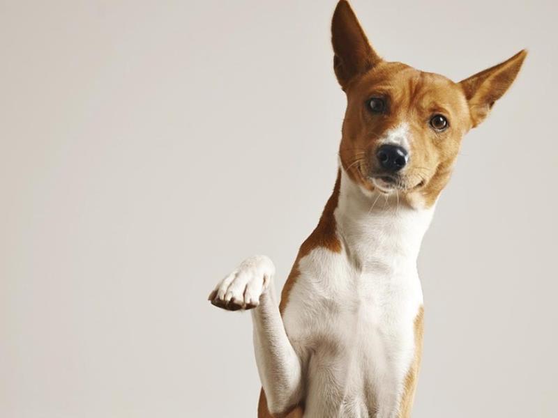 Köpeklerde Tuvalet Eğitim Süreci Nasıl Yönetilmelidir