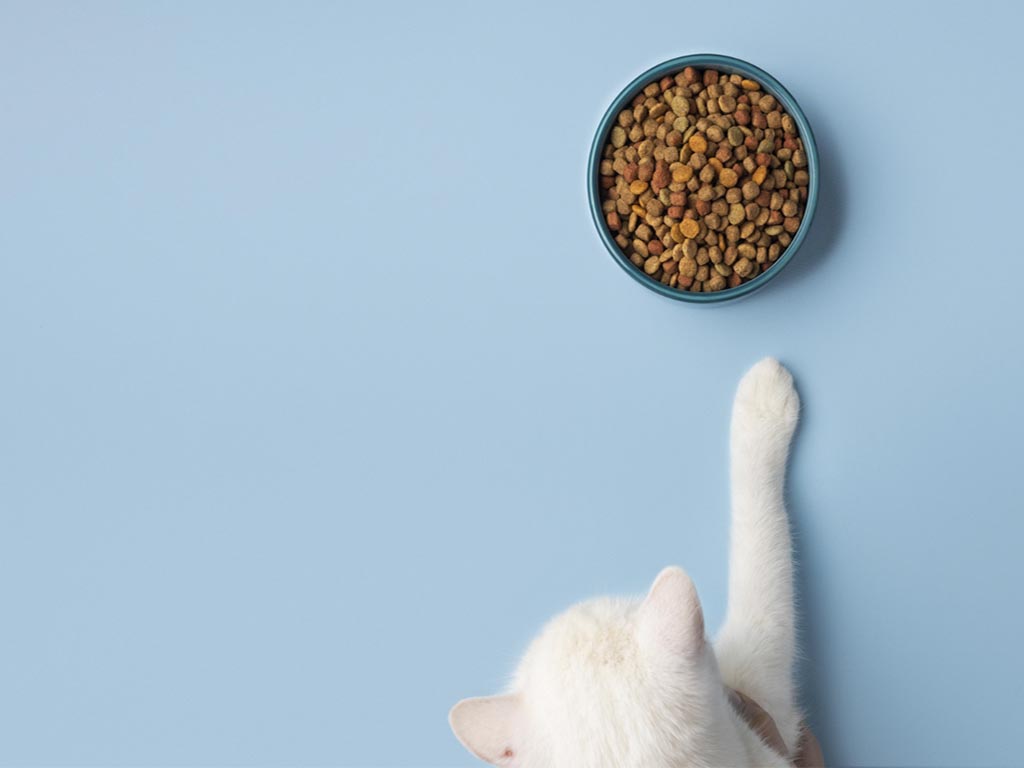 Sağlıklı Kedi Beslenmesi için Püf Noktalar Nelerdir